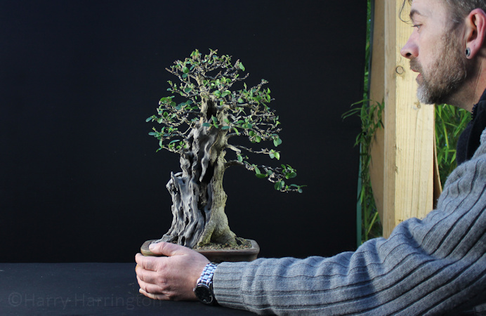 Privet Bonsai Styling